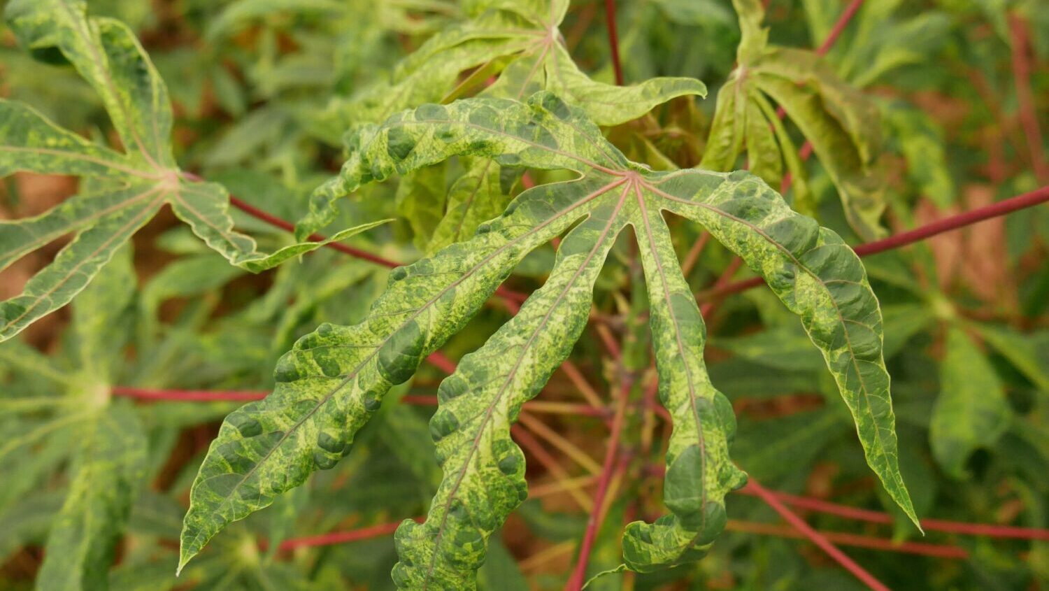 discolored leaf